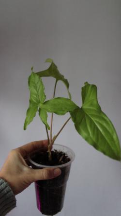 Sadnice - sobne biljke: Syngonium Green